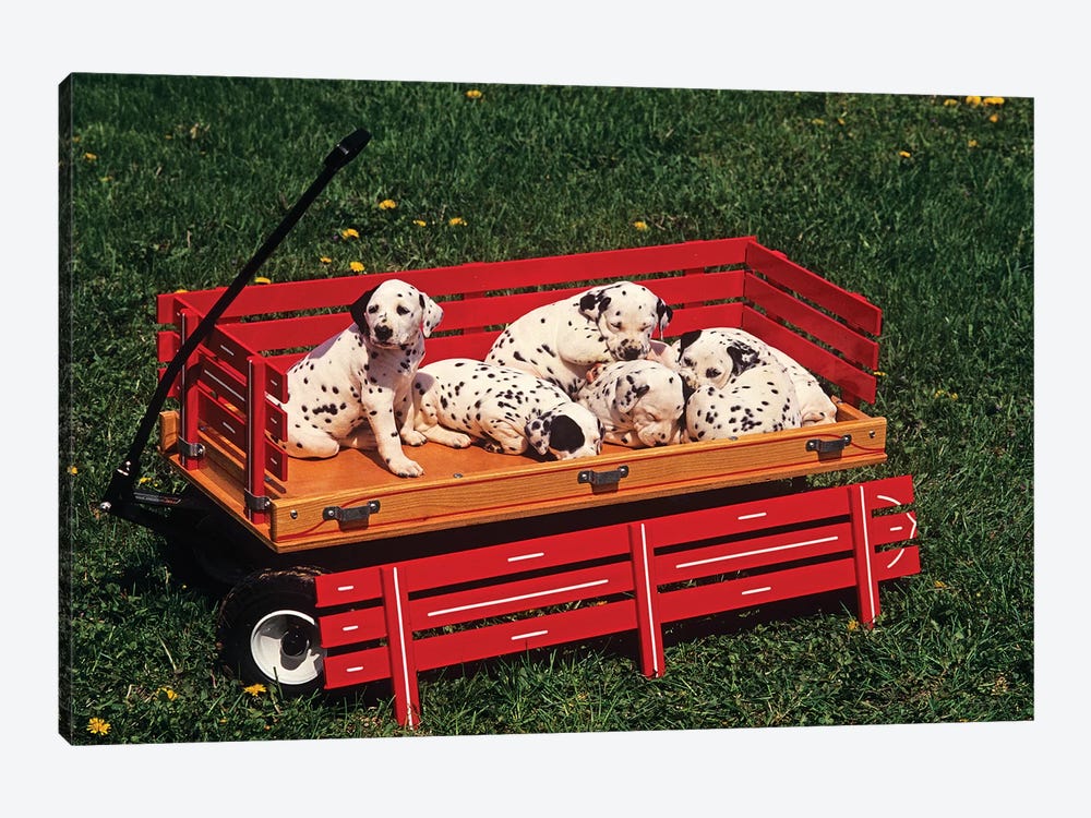 1990s Six Cute Dalmatian Puppy Dogs In Red Wagon by Vintage Images 1-piece Canvas Wall Art