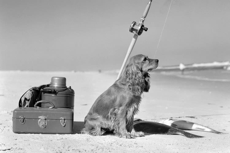 Cocker Spaniel Dog Standing Guard Over Two Caught Fish And Fishing Equipment