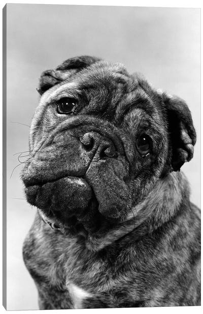 Cute Bulldog Face Looking At Camera Canvas Art Print - French Bulldog Art