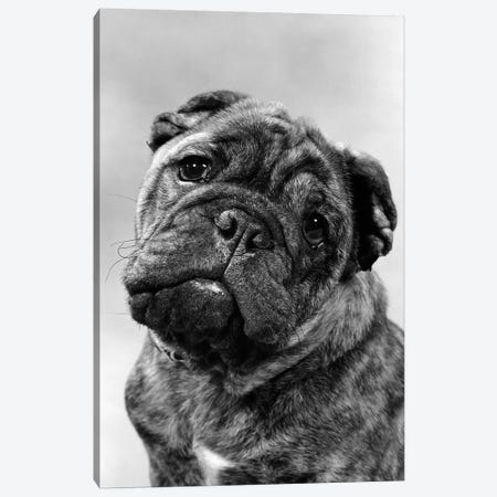 Cute Bulldog Face Looking At Camera Canvas Print #VTG623} by Vintage Images Canvas Artwork
