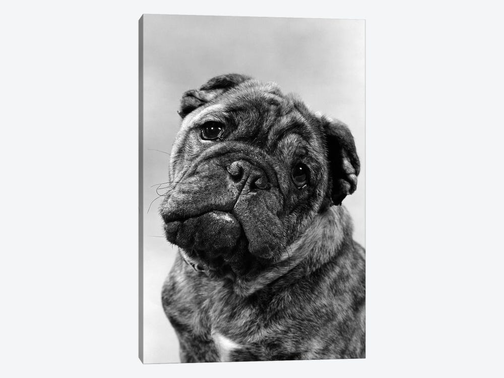 Cute Bulldog Face Looking At Camera by Vintage Images 1-piece Art Print