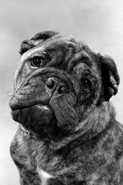 French Bulldogs: Cute Bulldog Face Looking At Camera by Vintage Images