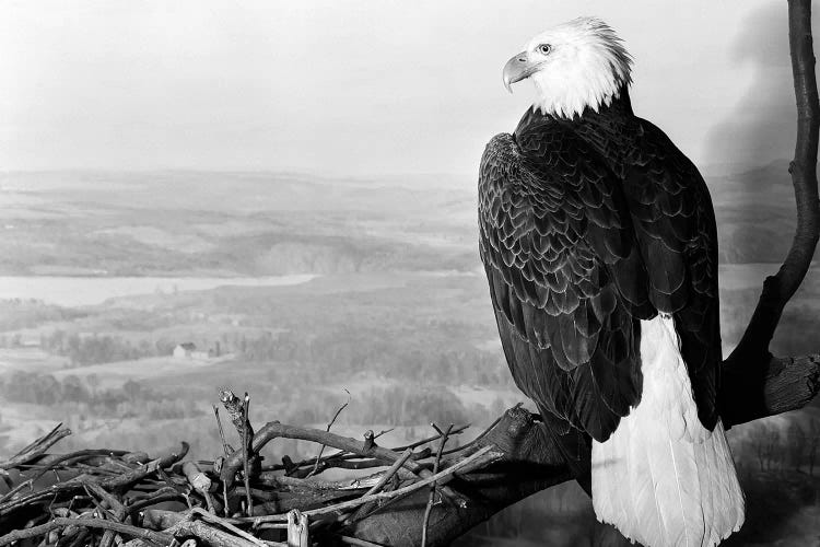 Museum Setting View Of Bald Eagle With Head Turned To Side Perched On Branch Overlooking Landscape