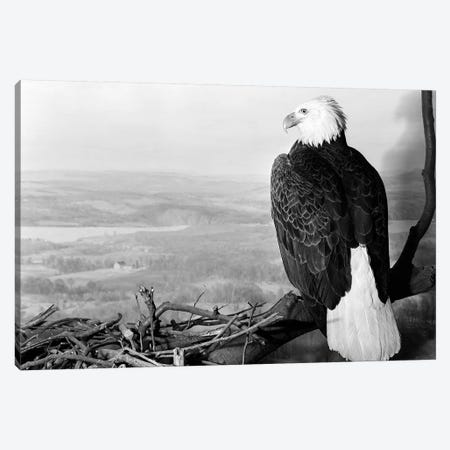 Museum Setting View Of Bald Eagle With Head Turned To Side Perched On Branch Overlooking Landscape Canvas Print #VTG631} by Vintage Images Canvas Art Print