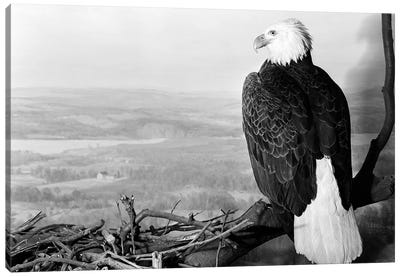 Museum Setting View Of Bald Eagle With Head Turned To Side Perched On Branch Overlooking Landscape Canvas Art Print - Eagle Art