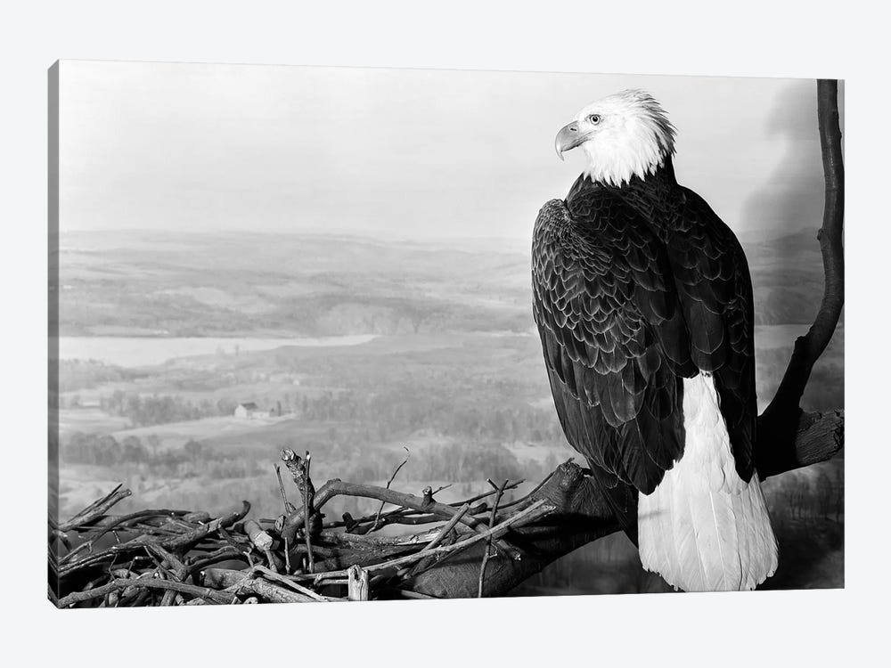 Museum Setting View Of Bald Eagle With Head Turned To Side Perched On Branch Overlooking Landscape by Vintage Images 1-piece Canvas Wall Art