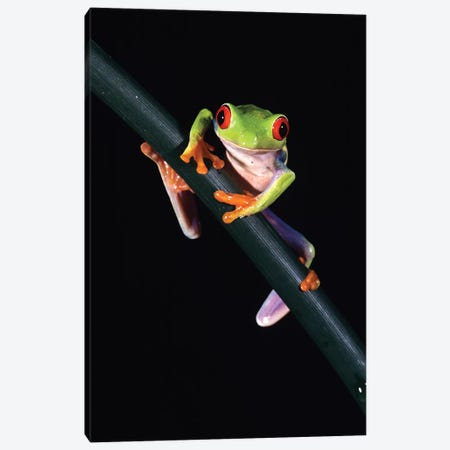 Red-Eyed Tree Frog Agalychnis Callidryas Central America Canvas Print #VTG638} by Vintage Images Canvas Print