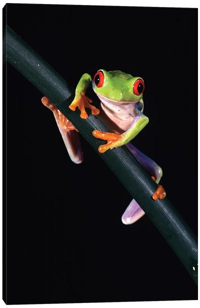 Red-Eyed Tree Frog Agalychnis Callidryas Central America Canvas Art Print - Frog Art