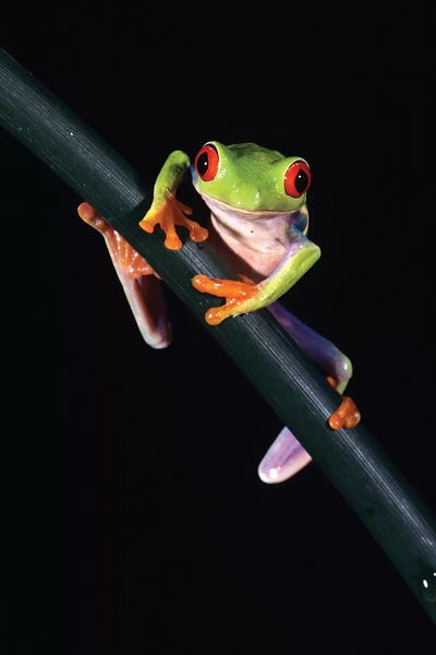 Frogs: Red-Eyed Tree Frog Agalychnis Callidryas Central America by Vintage Images