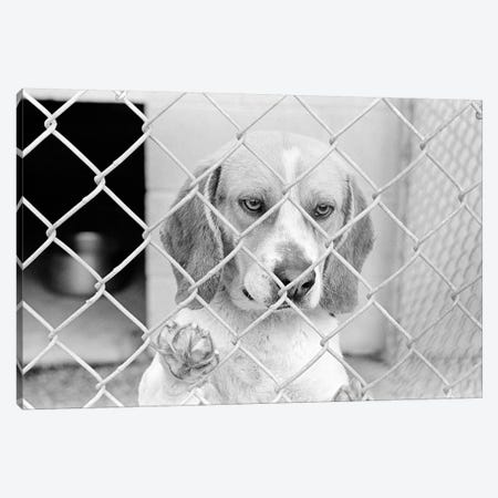 Sad Beagle Dog Looking Through Chain Link Pound Fence Canvas Print #VTG639} by Vintage Images Art Print