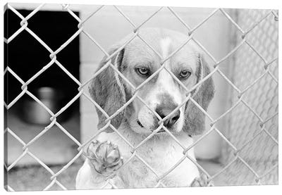 Sad Beagle Dog Looking Through Chain Link Pound Fence Canvas Art Print - Pet Adoption & Fostering Art