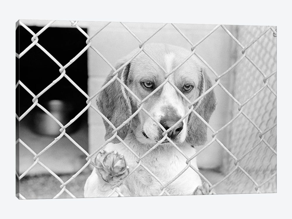 Sad Beagle Dog Looking Through Chain Link Pound Fence by Vintage Images 1-piece Canvas Art