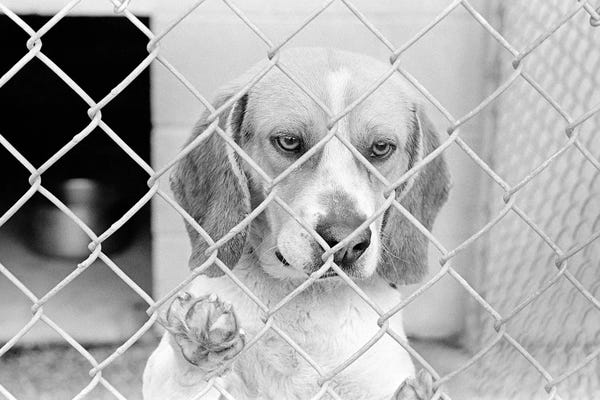 Beagles: Sad Beagle Dog Looking Through Chain Link Pound Fence by Vintage Images