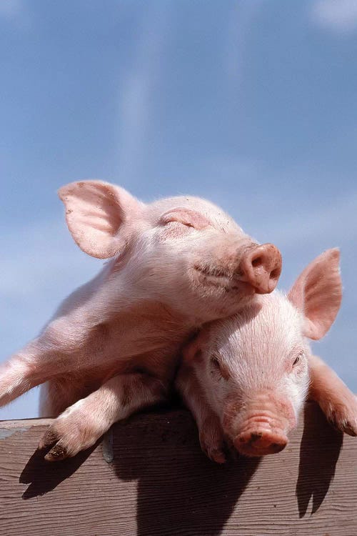 Two Piglets Leaning Against Each Other On Fence Rail