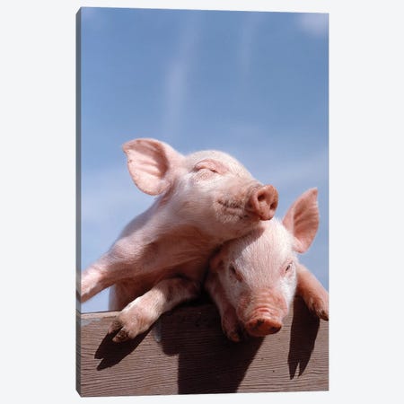 Two Piglets Leaning Against Each Other On Fence Rail Canvas Print #VTG645} by Vintage Images Canvas Art Print
