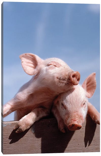 Two Piglets Leaning Against Each Other On Fence Rail Canvas Art Print - Pig Art