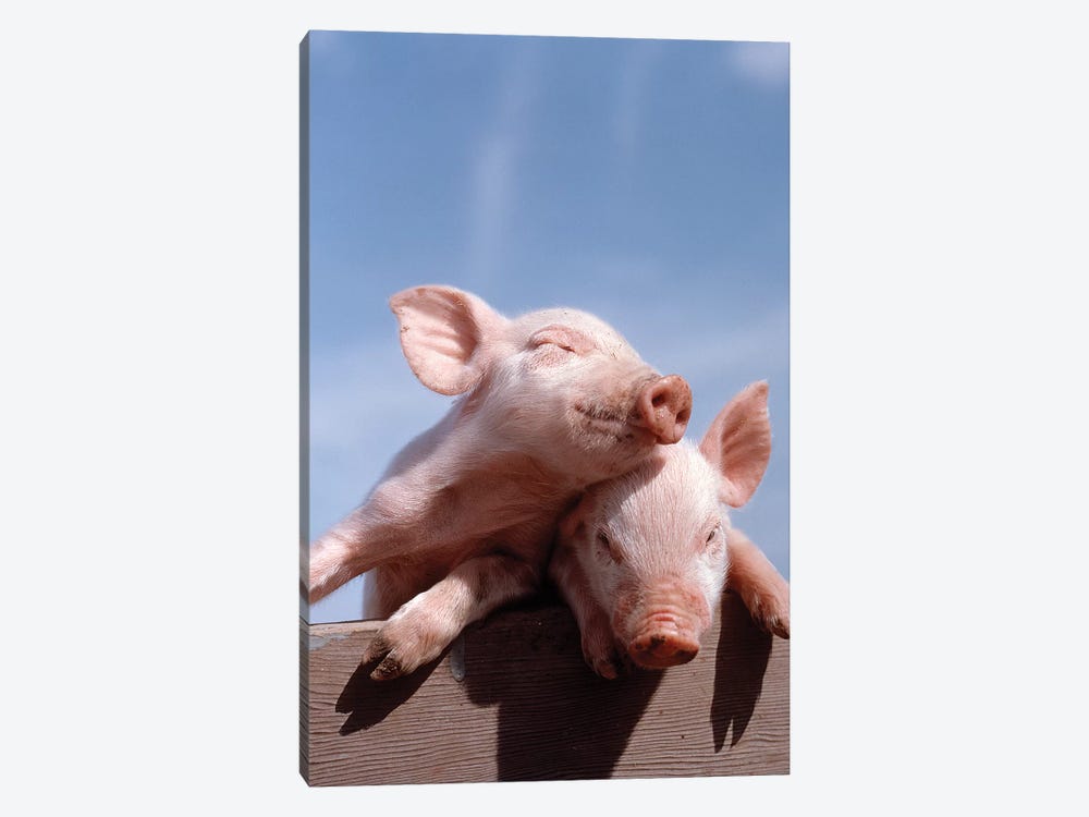Two Piglets Leaning Against Each Other On Fence Rail 1-piece Canvas Print