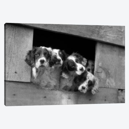 1920s-1930s Group Of English Setter Pups With Heads Sticking Out Of Opening In Kennel Looking At Camera Canvas Print #VTG66} by Vintage Images Canvas Art Print
