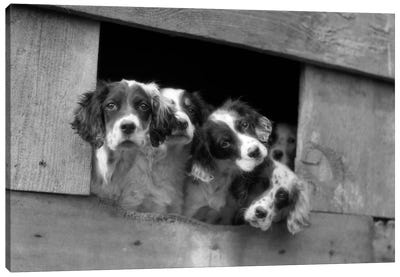1920s-1930s Group Of English Setter Pups With Heads Sticking Out Of Opening In Kennel Looking At Camera Canvas Art Print - Border Collie Art