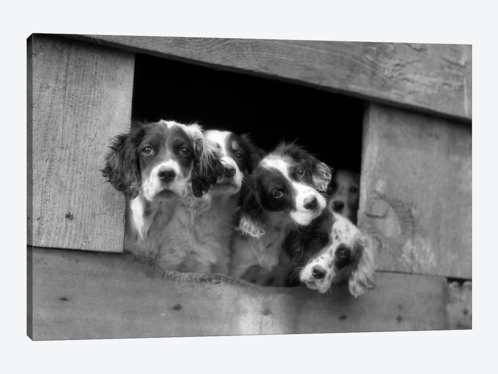 1920s-1930s Group Of English Setter Pups With Heads Sticking Out Of Opening In Kennel Looking At Camera by Vintage Images 1-piece Canvas Art