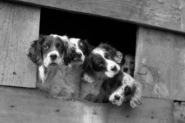 Border Collies: 1920s-1930s Group Of English Setter Pups With Heads Sticking Out Of Opening In Kennel Looking At Camera by Vintage Images