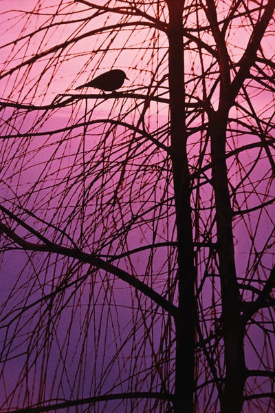 1980s Bird Silhouette In Tree Branches by Vintage Images canvas print