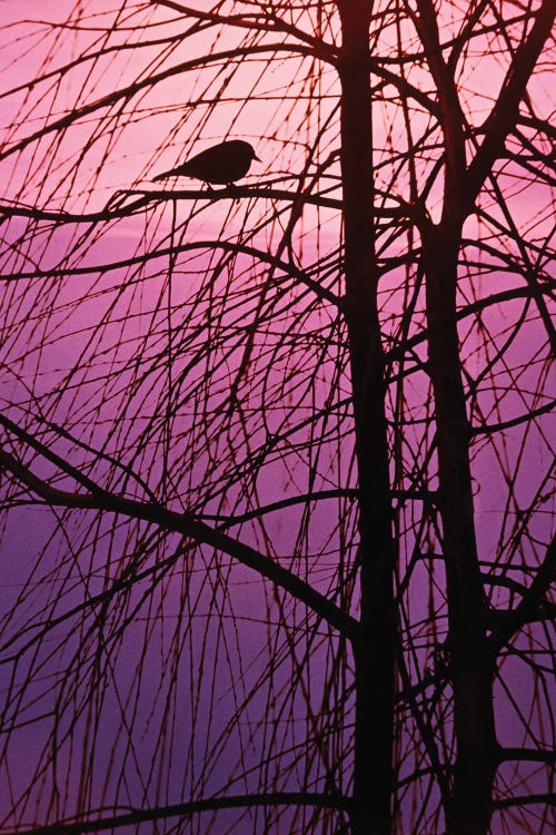 1980s Bird Silhouette In Tree Branches