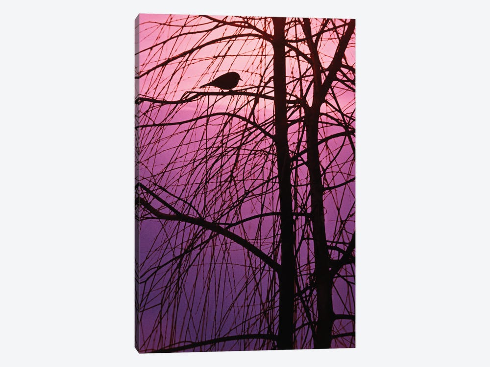 1980s Bird Silhouette In Tree Branches by Vintage Images 1-piece Art Print