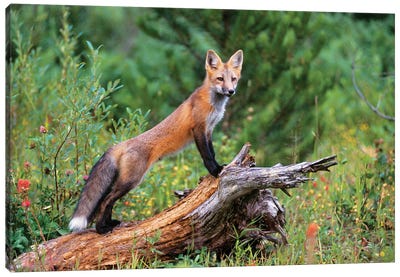 Red Fox Standing Confidently On A Log Canvas Art Print - Vintage Images