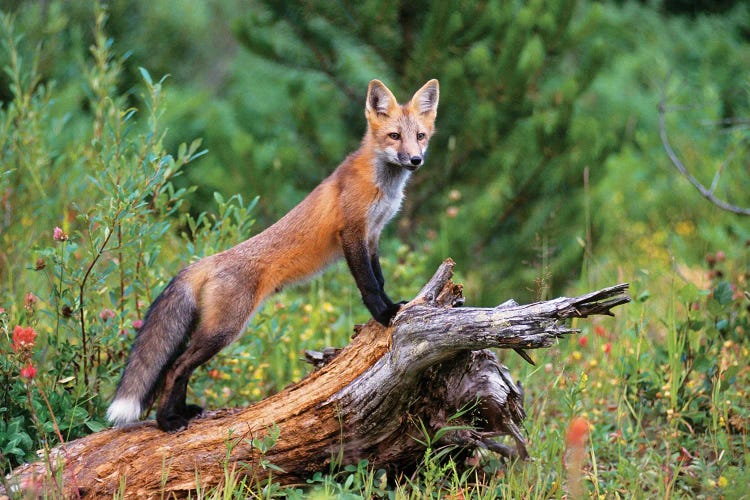 Red Fox Standing Confidently On A Log