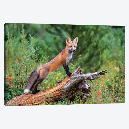 Red Fox Standing Confidently On A Log Canvas Print #VTG727} by Vintage Images Canvas Artwork