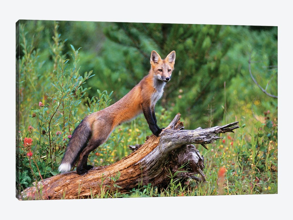 Red Fox Standing Confidently On A Log by Vintage Images 1-piece Canvas Art