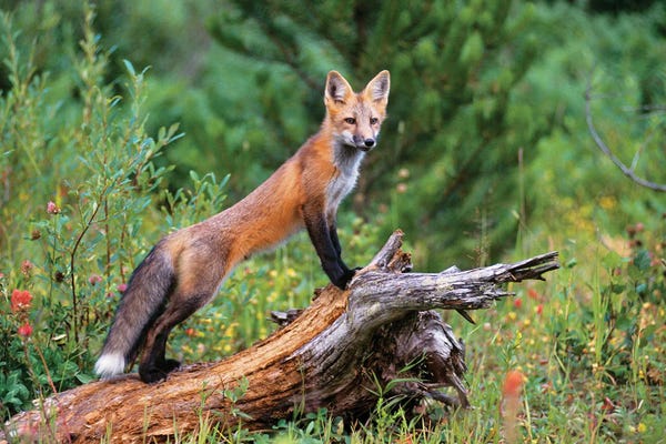 Red Fox Standing Confidently On A Log