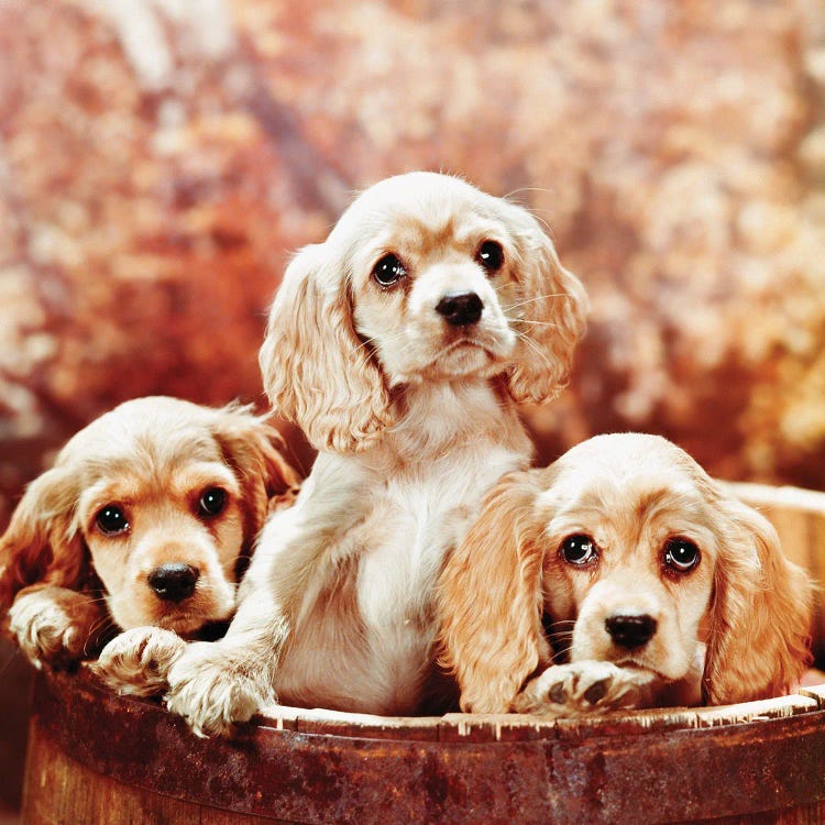 Three Blond Cocker Spaniel Puppies In A Barrel