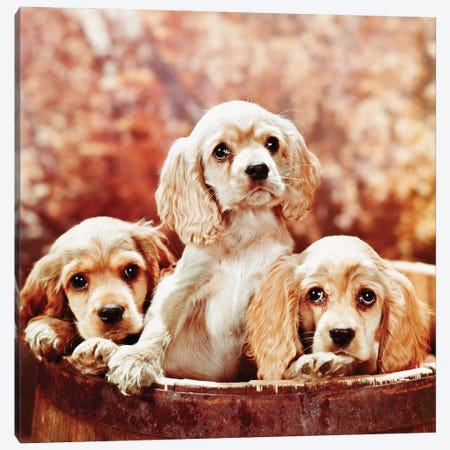 Three Blond Cocker Spaniel Puppies In A Barrel Canvas Print #VTG729} by Vintage Images Art Print
