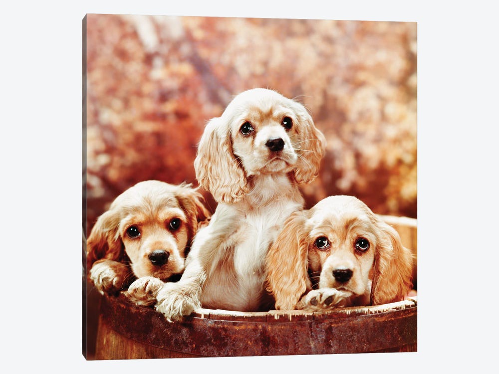 Three Blond Cocker Spaniel Puppies In A Barrel by Vintage Images 1-piece Canvas Wall Art