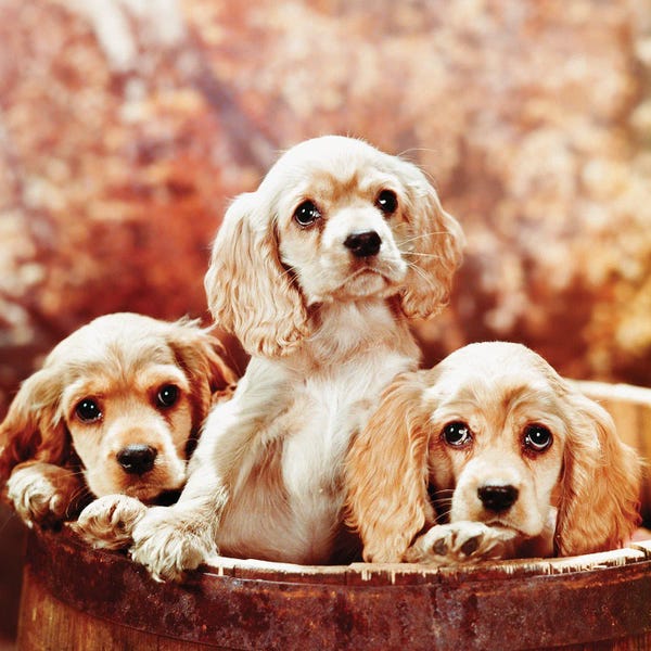 Spaniels: Three Blond Cocker Spaniel Puppies In A Barrel by Vintage Images