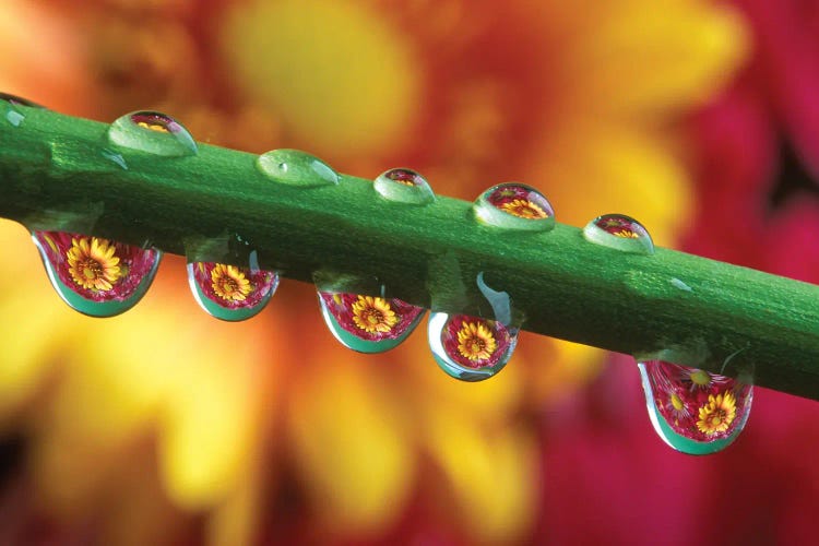 Water Droplets On Flower Stem Reflecting View Of Flowers In Background