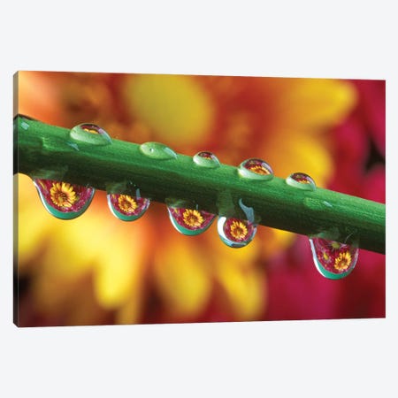 Water Droplets On Flower Stem Reflecting View Of Flowers In Background Canvas Print #VTG730} by Vintage Images Canvas Art