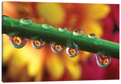 Water Droplets On Flower Stem Reflecting View Of Flowers In Background Canvas Art Print - Water Art