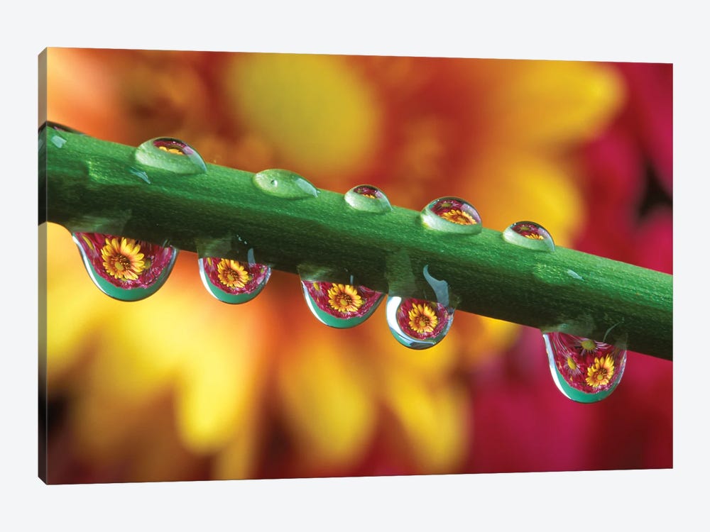 Water Droplets On Flower Stem Reflecting View Of Flowers In Background by Vintage Images 1-piece Canvas Wall Art