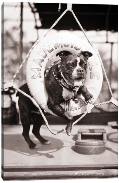 1920s 1930s Old Sea Dog Boston Terrier Sticking Head And Shoulders Through Life Preserver On Sailboat Canvas Art Print - Dog Photography