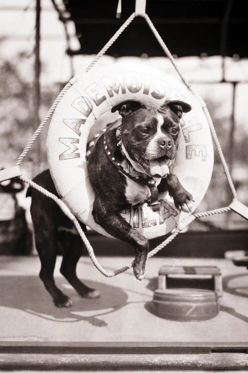 1920s 1930s Old Sea Dog Boston Terrier Sticking Head And Shoulders Through Life Preserver On Sailboat