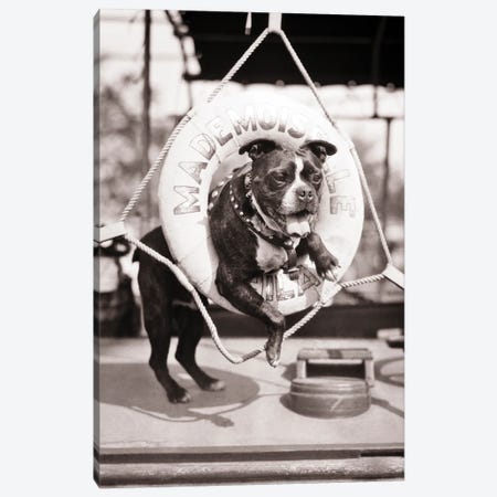 1920s 1930s Old Sea Dog Boston Terrier Sticking Head And Shoulders Through Life Preserver On Sailboat Canvas Print #VTG737} by Vintage Images Art Print