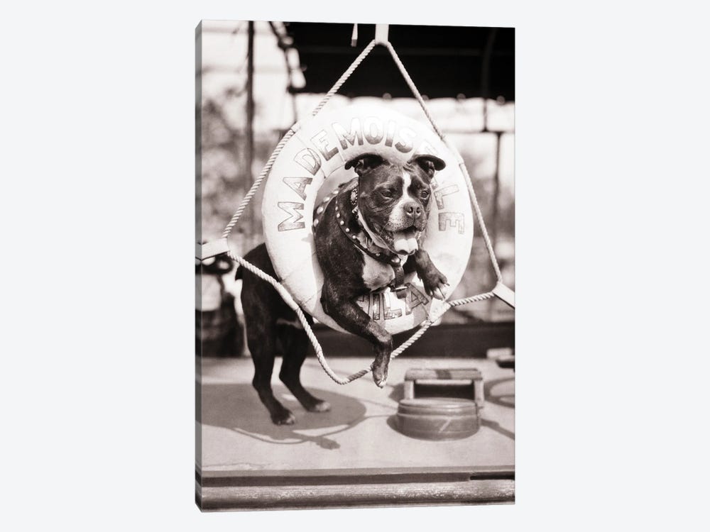 1920s 1930s Old Sea Dog Boston Terrier Sticking Head And Shoulders Through Life Preserver On Sailboat 1-piece Canvas Print
