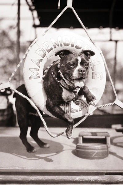 Terriers: 1920s 1930s Old Sea Dog Boston Terrier Sticking Head And Shoulders Through Life Preserver On Sailboat by Vintage Images