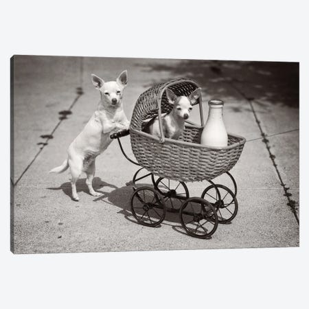 1930s Dog Looking At Camera Pushing Another Dog In Wicker Baby Buggy With Bottle Of Milk Humorous Canvas Print #VTG761} by Vintage Images Canvas Print