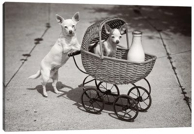 1930s Dog Looking At Camera Pushing Another Dog In Wicker Baby Buggy With Bottle Of Milk Humorous Canvas Art Print - Chihuahua Art