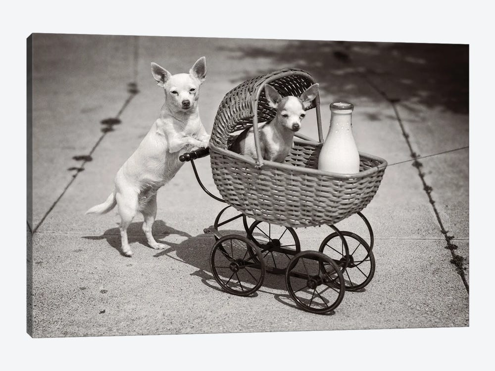 1930s Dog Looking At Camera Pushing Another Dog In Wicker Baby Buggy With Bottle Of Milk Humorous by Vintage Images 1-piece Canvas Art