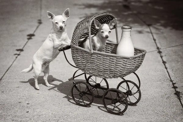 Chihuahuas: 1930s Dog Looking At Camera Pushing Another Dog In Wicker Baby Buggy With Bottle Of Milk Humorous by Vintage Images